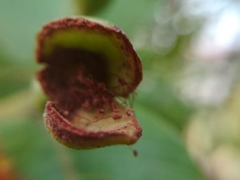 Close-up of plant against blurred background