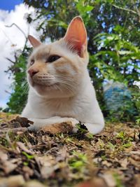 Close-up of a cat on field