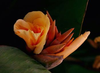 Close-up of yellow flower