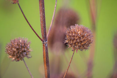 Macro photo of dried flowers and stems with green blur background