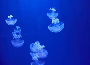 Close-up of jellyfish against blue background