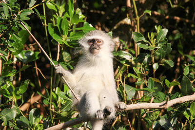 Young vervet monkey, in tree starting directly at camera. st lucia south africa. 