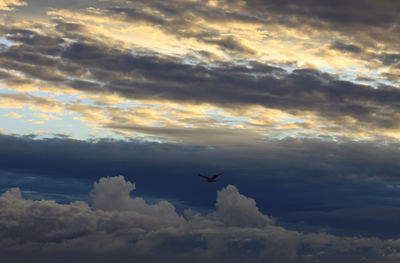 Low angle view of bird flying in sky