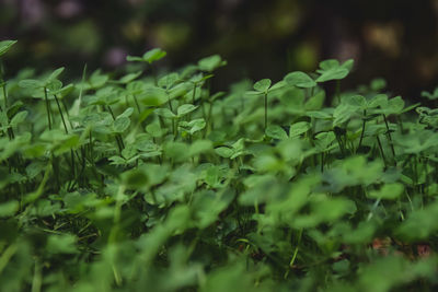 Close-up of fresh green plant in field