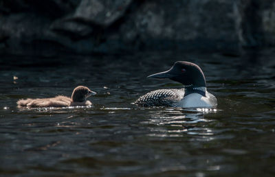 Water birds swimming in lake