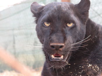 Portrait of black leopard at zoo