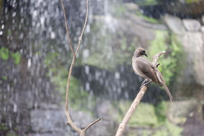 Bird perching on a tree