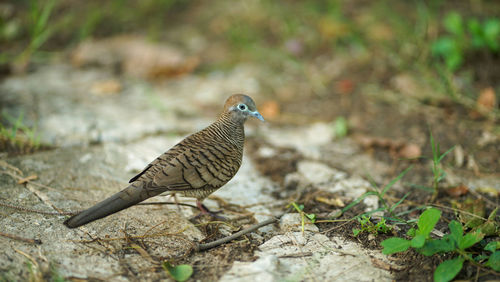 Close-up of bird perching on field