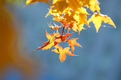 Close-up of yellow maple leaves