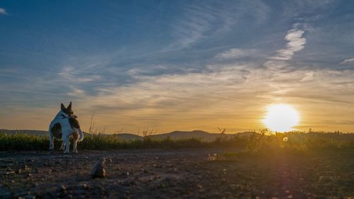 View of horse on field against sky during sunset