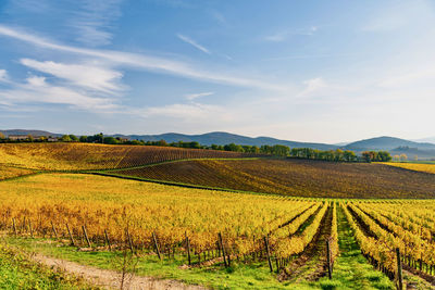 Scenic view of vineyard against sky