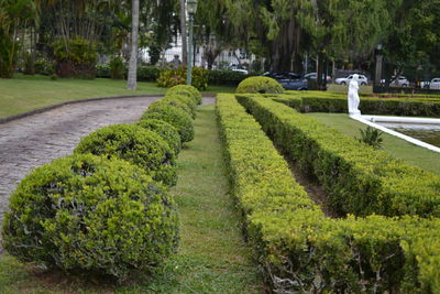 Plants growing in garden