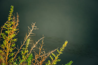 Close-up of plants against sky at night