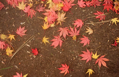 High angle view of maple leaves on flowers