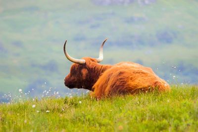 Brown highland cattle relaxing on grassy field