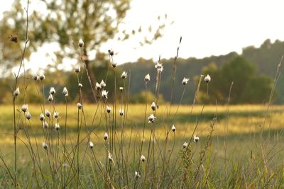 Close-up of flowering plants on field against sky