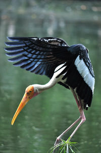 Close-up of birds flying