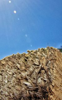 Low angle view of trees against blue sky