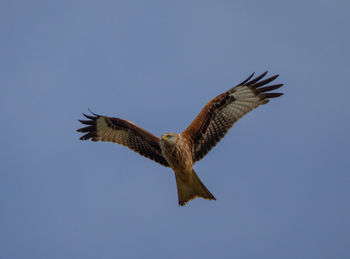 Low angle view of eagle flying in sky