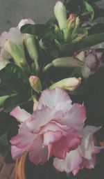 Close-up of flowers