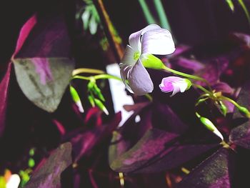 Close-up of purple flowers