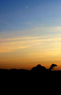 Silhouette birds against sky during sunset