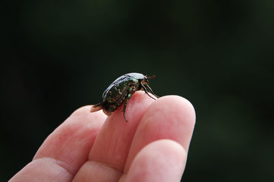 Close-up of hand holding small