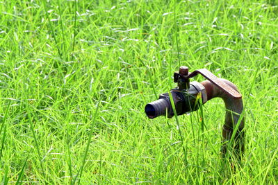 Man photographing horse on field