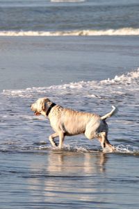 Dog on beach by sea