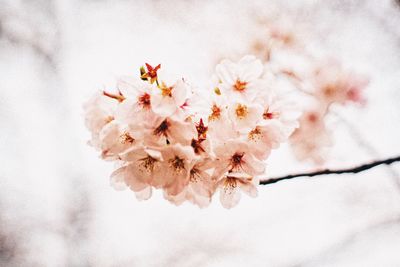 Close-up of cherry blossoms in spring