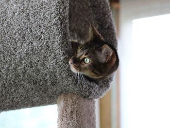 Close-up portrait of a cat looking away