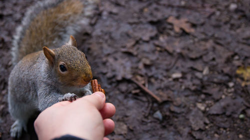 Close-up of hand holding squirrel