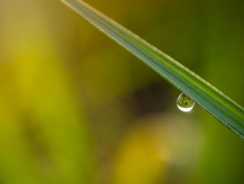 Close-up of wet grass