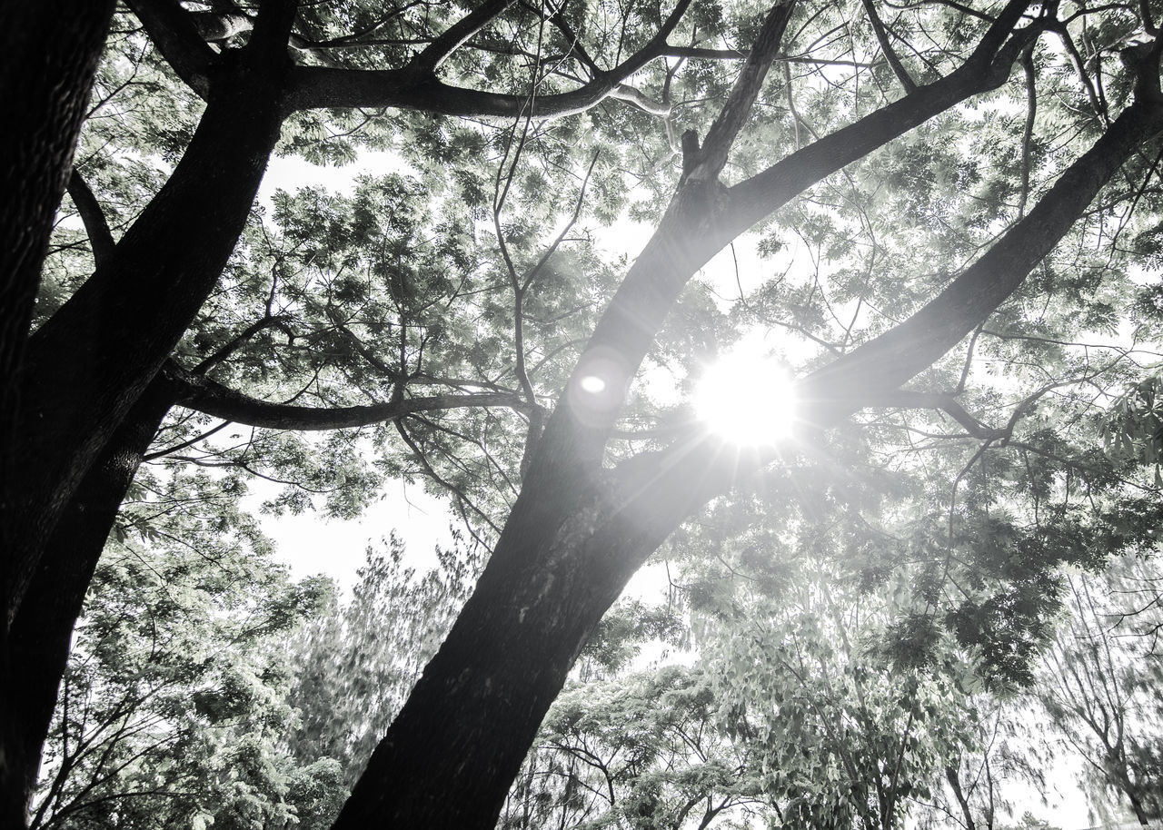 LOW ANGLE VIEW OF TREES IN FOREST DURING SUNLIGHT