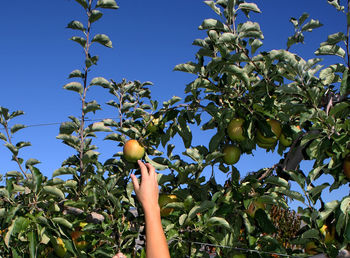 Low angle view of woman holding tree