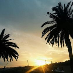 Silhouette of palm trees at sunset