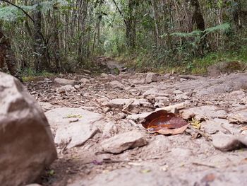 Close-up of tree trunk in forest