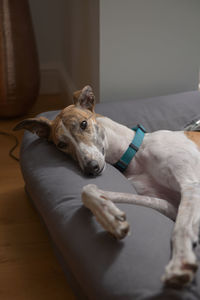 Adopted pet greyhound poses and looks at the camera as she lies on her bed. striking big brown eyes