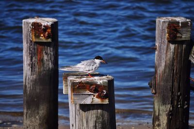 Common tern perching on wooden post