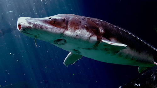 Close-up of fish swimming in sea