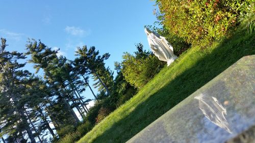 Trees growing in park