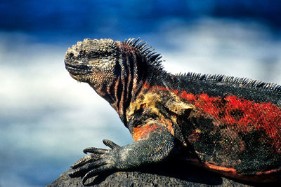 Close-up of a lizard on rock