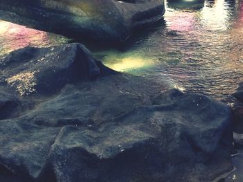 Close-up of turtle in water