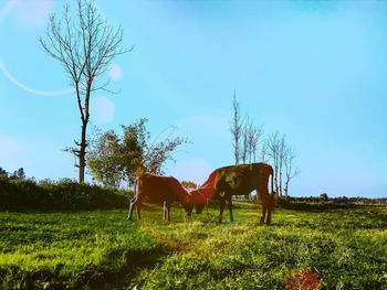 Horse in a field