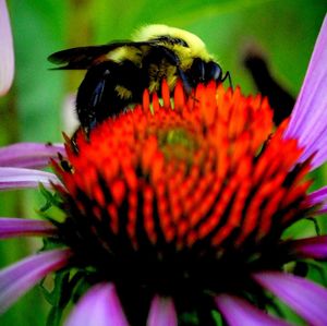 Close-up of bumblebee on purple coneflower blooming outdoors