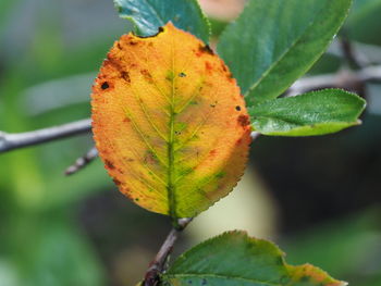 Close-up of autumnal leaves on plant