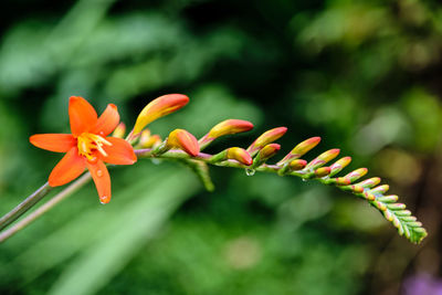 Close-up of flowers blooming outdoors