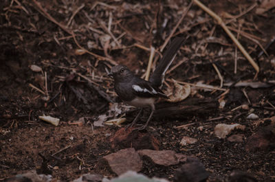 High angle view of bird on land