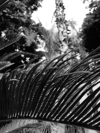 Close-up of fresh green tree