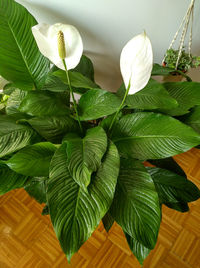 High angle view of flowering plant